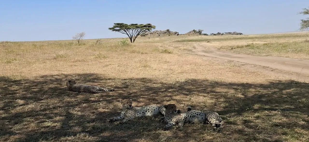 Serengeti