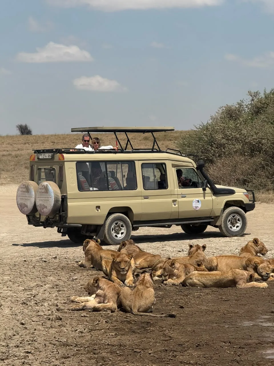 Serengeti live