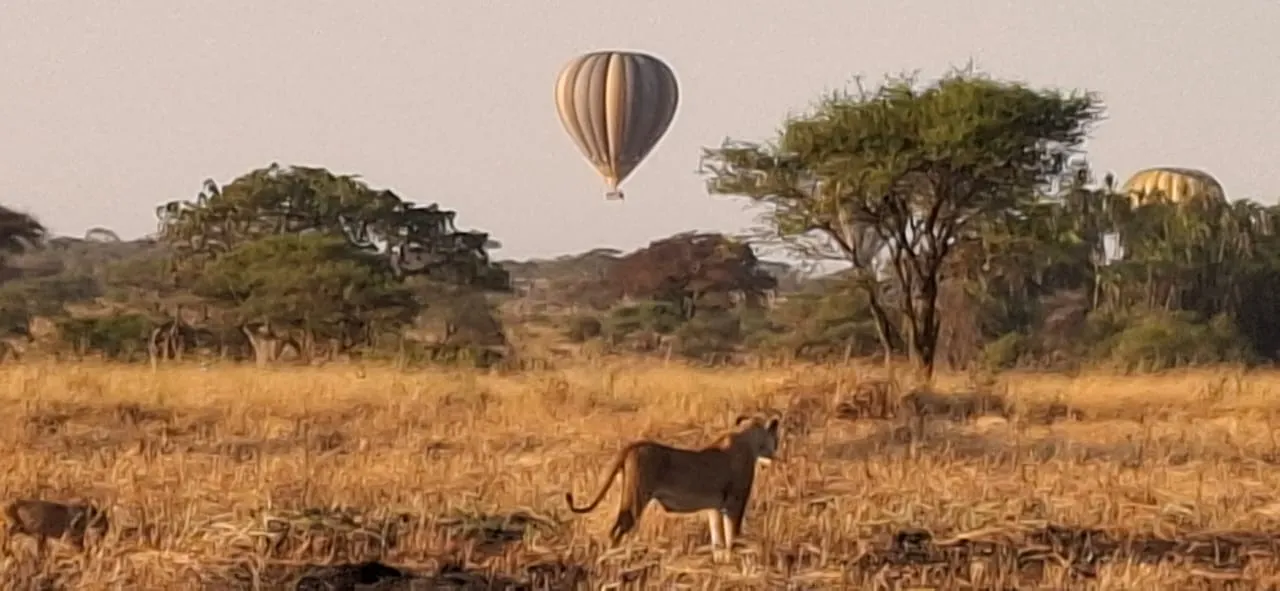 Early morning game drive at serengeti