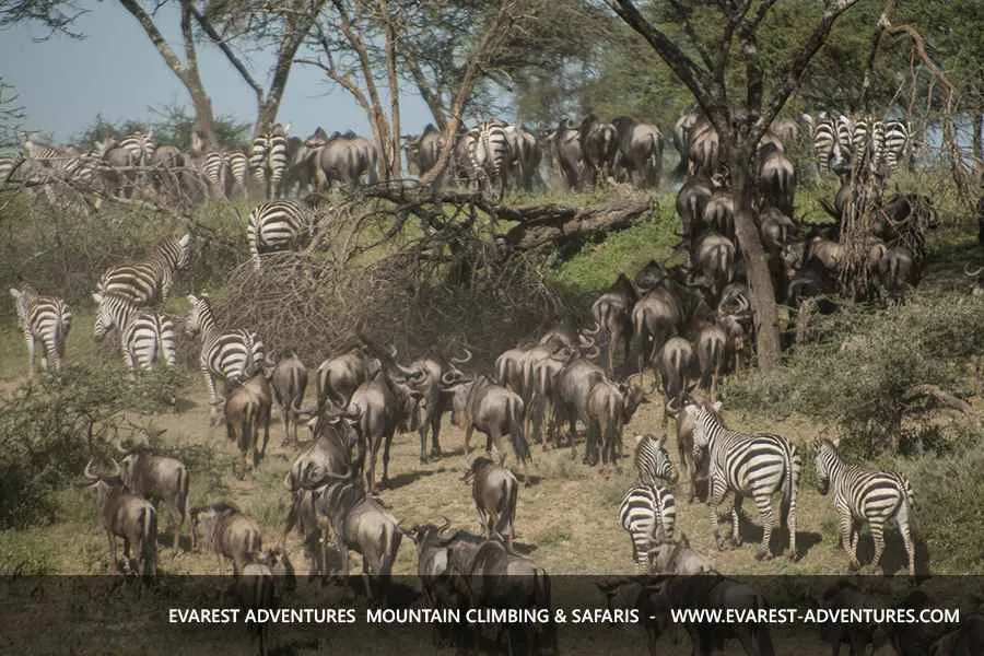 safari migration