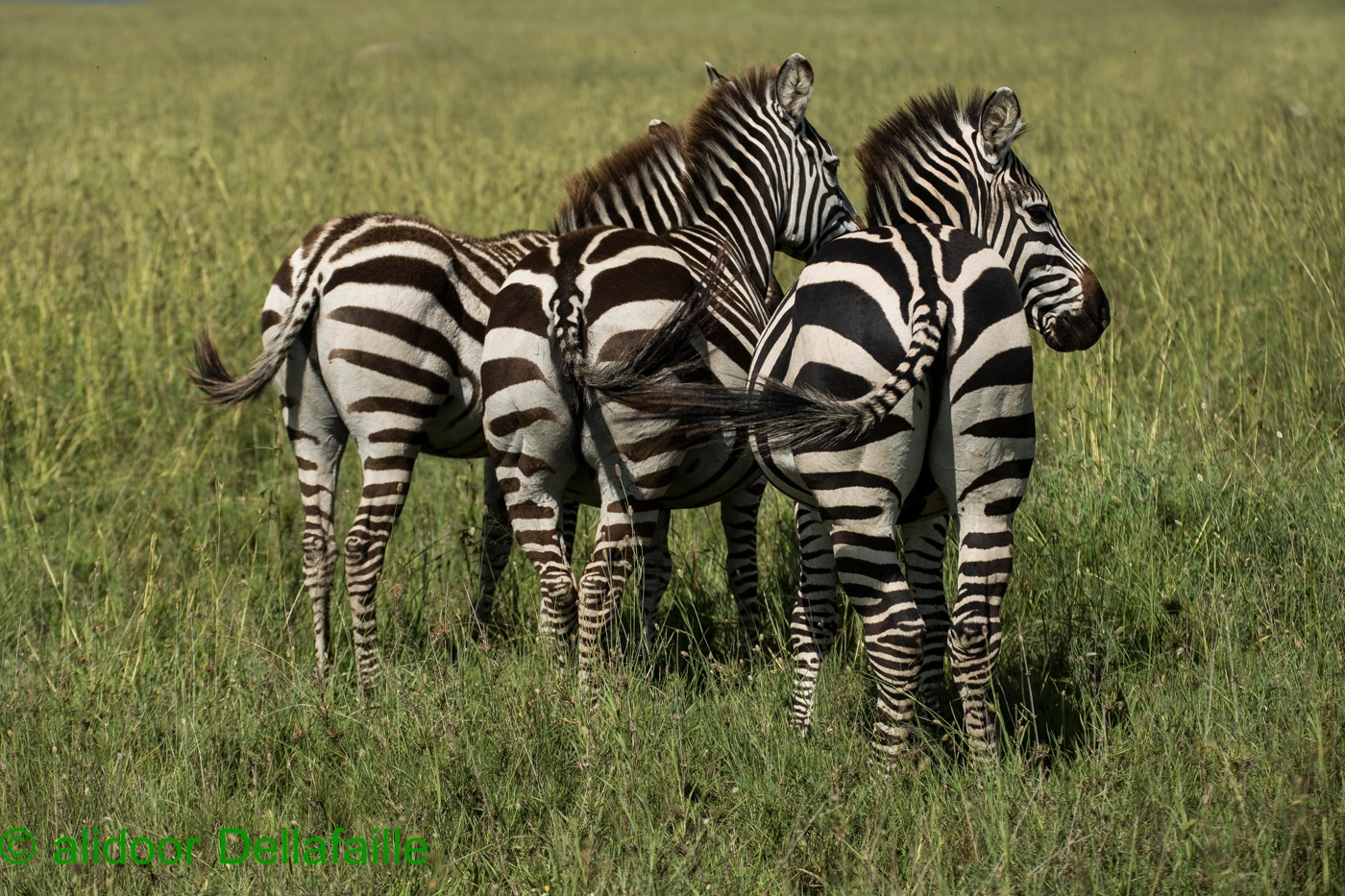 4 Days Tanzania Safari- Serengeti and Ngorongoro Crater