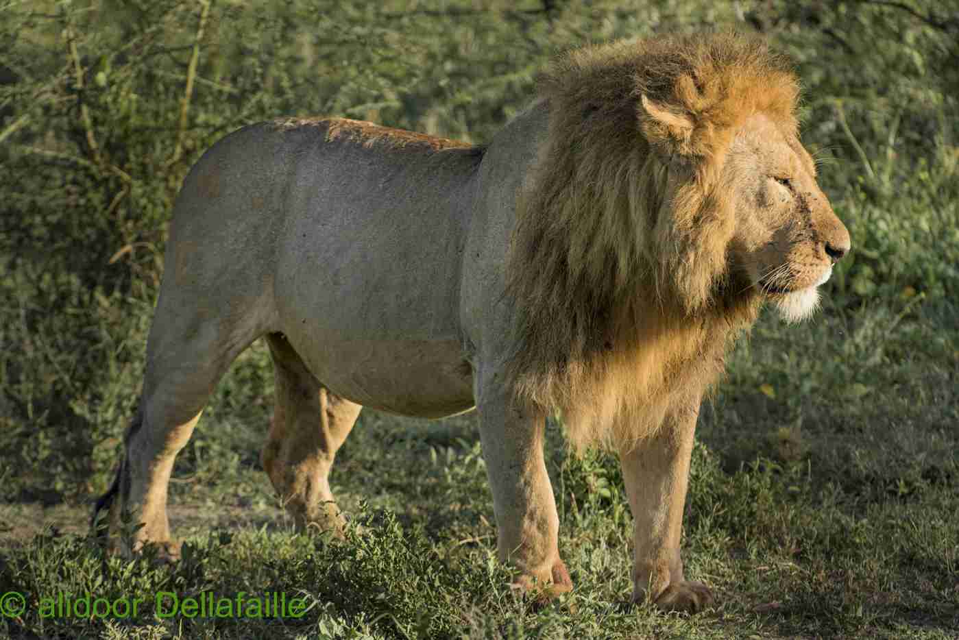 8-Day Northern Migration Safari