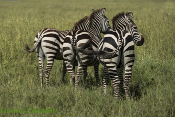 TANZANIA MIGRATION SAFARI (Ndutu, Serengeti and Ngorongoro Crater)