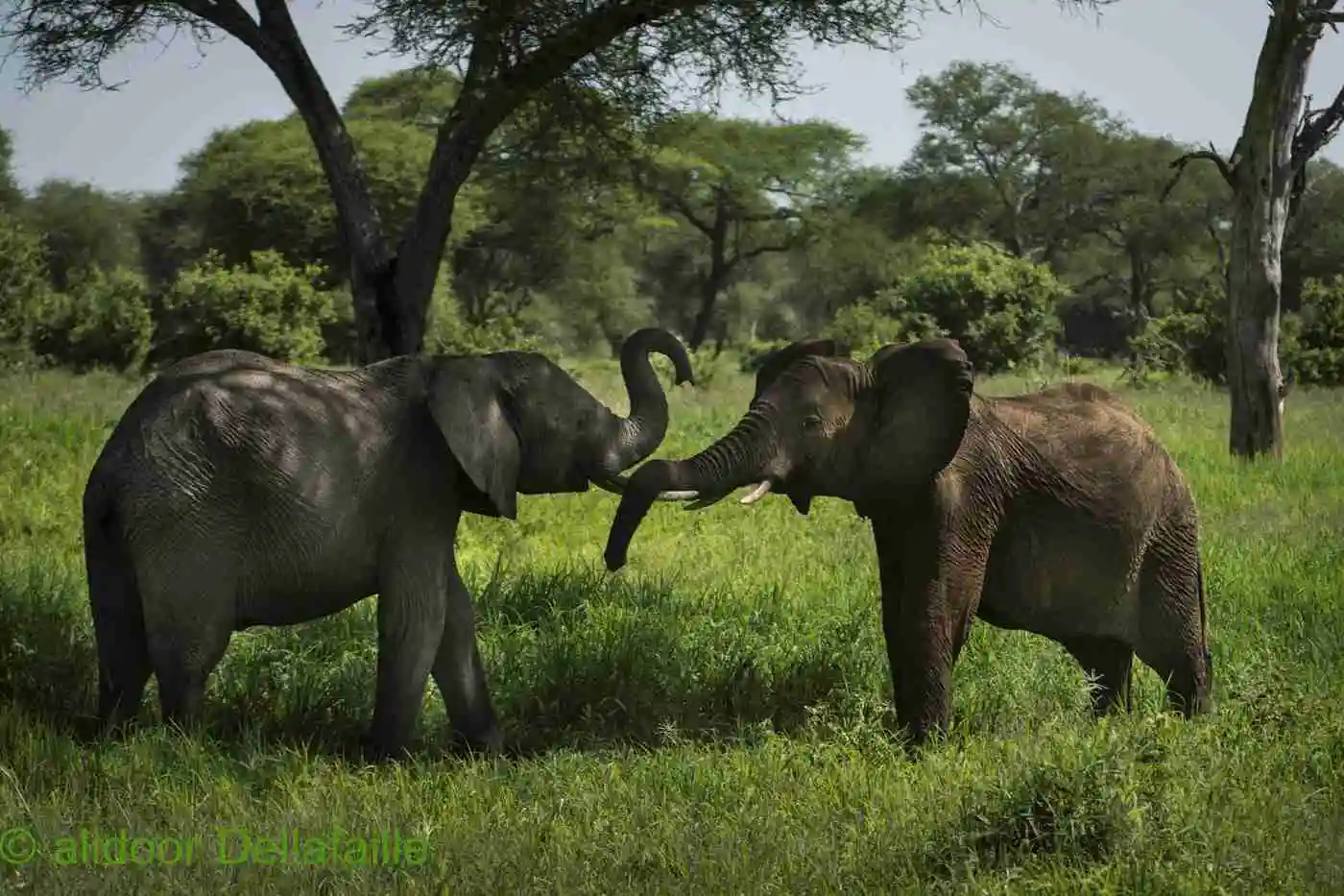 2- DAYS NORTHERN HIGHLIGHTS SAFARI ( Tarangire & Ngorongoro)