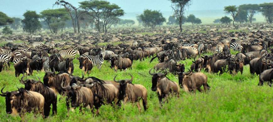 Wildebeest and zebra on the Serengeti plains during the dry season